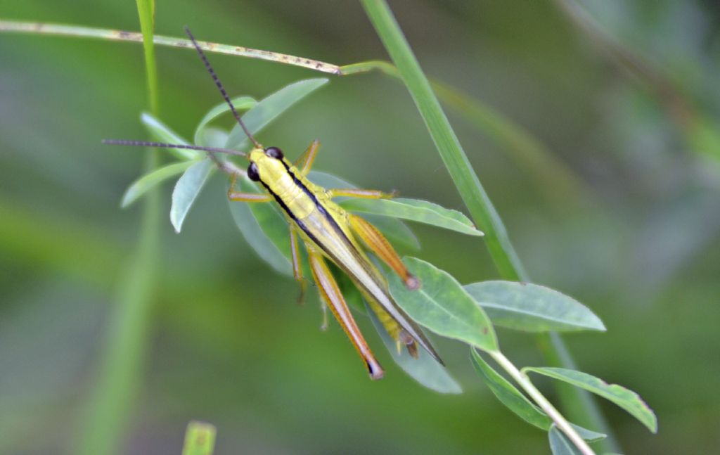 Mecostethus parapleurus (maschio)